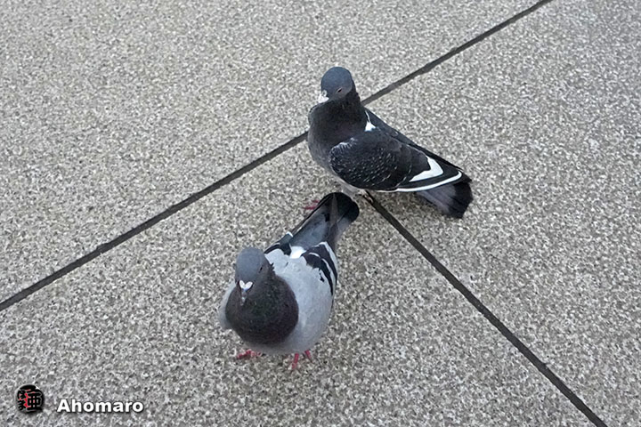 ʐ^00