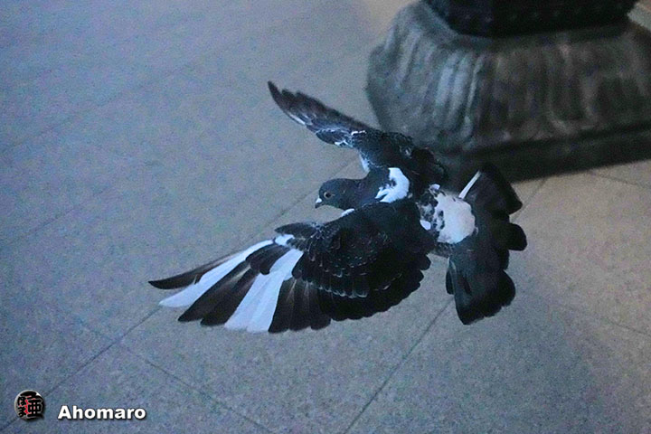 ʐ^00