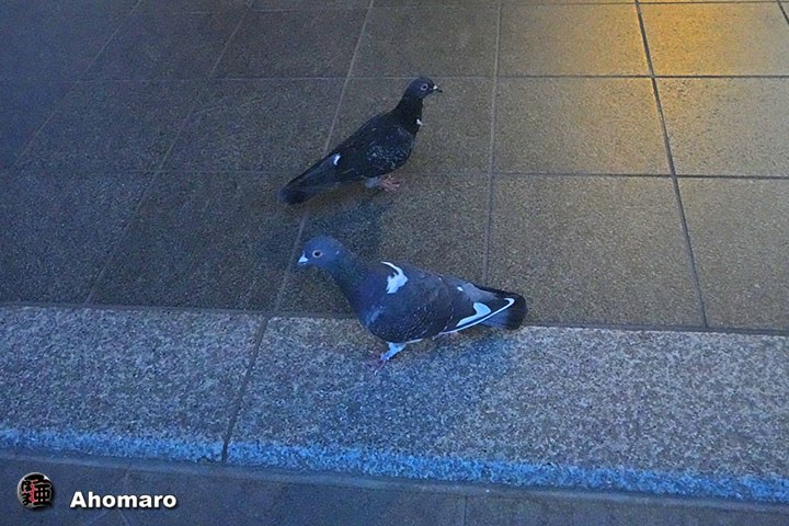 ʐ^00