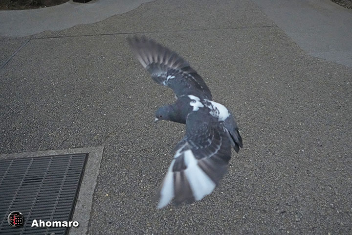 ʐ^00
