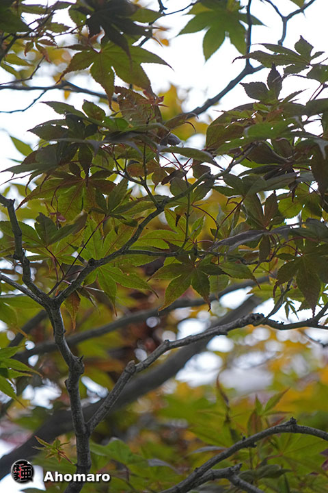 写真00