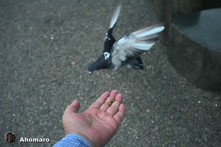 ʐ^00