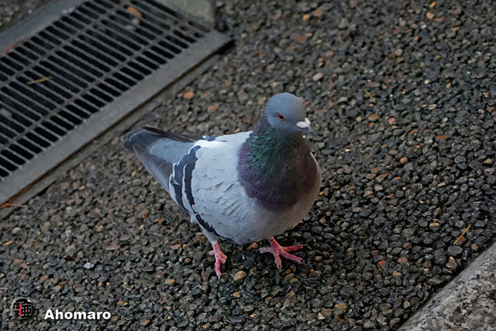 ʐ^00