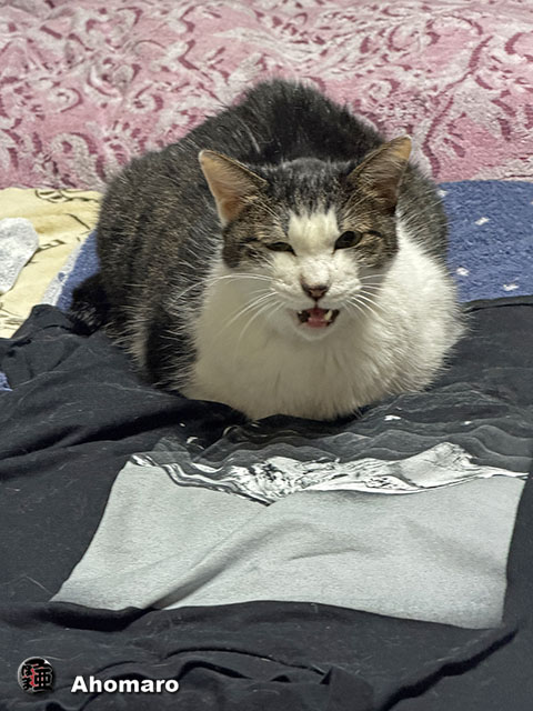 ʐ^00