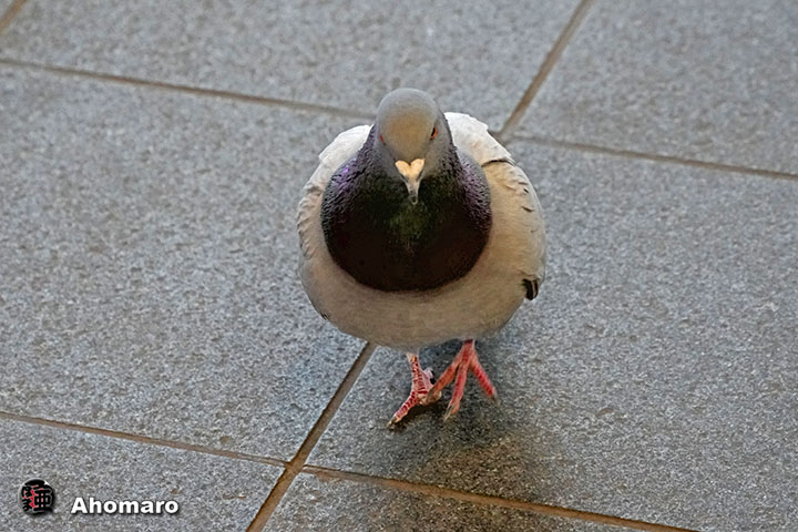 �ʐ^00