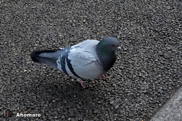 �ʐ^00