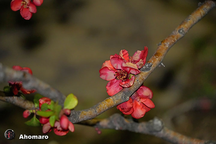 �ʐ^00