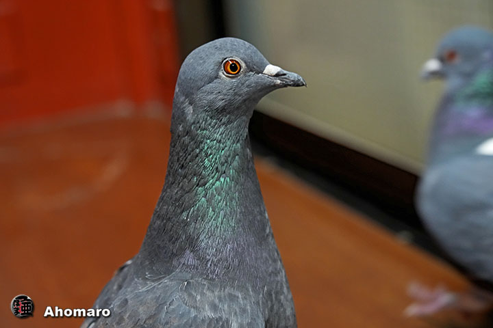 �ʐ^00