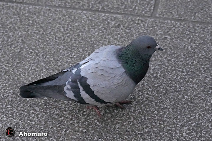 �ʐ^00