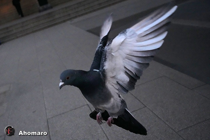 �ʐ^00
