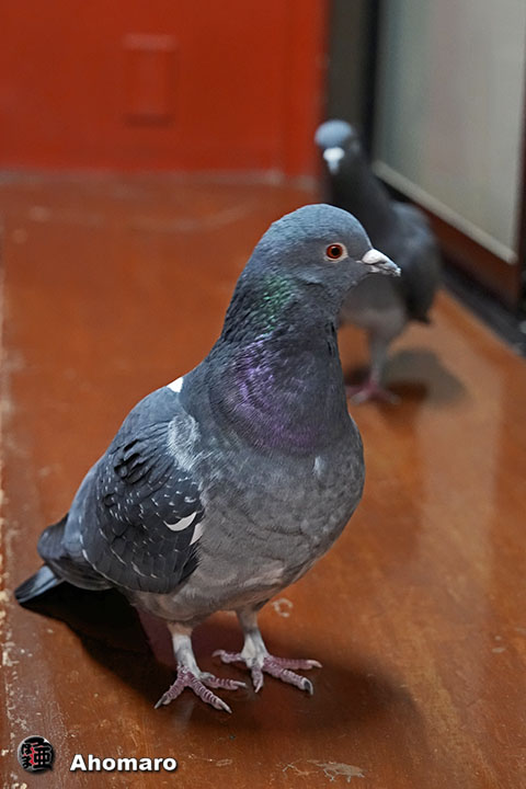 �ʐ^00