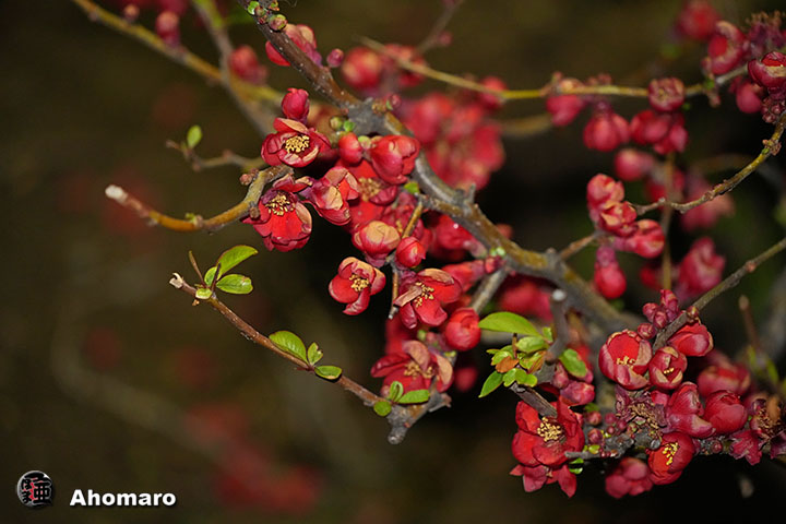 �ʐ^00