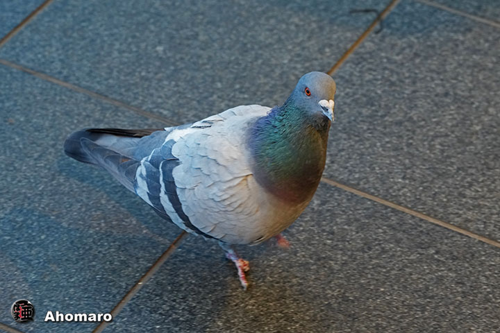�ʐ^00