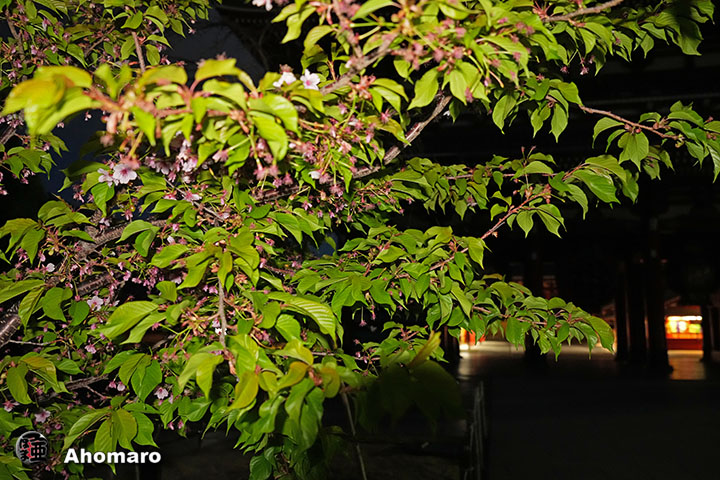 �ʐ^00