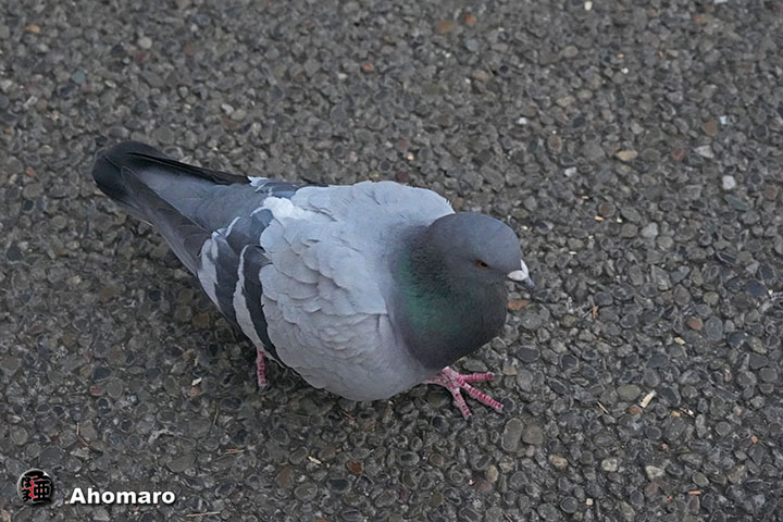 �ʐ^00