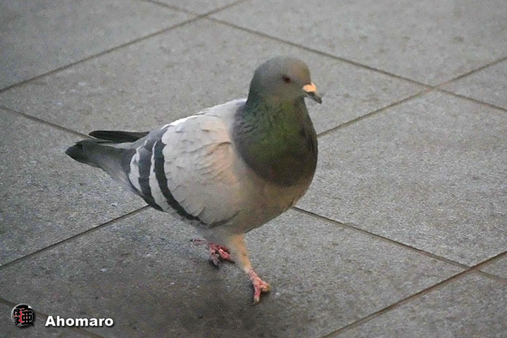 �ʐ^00