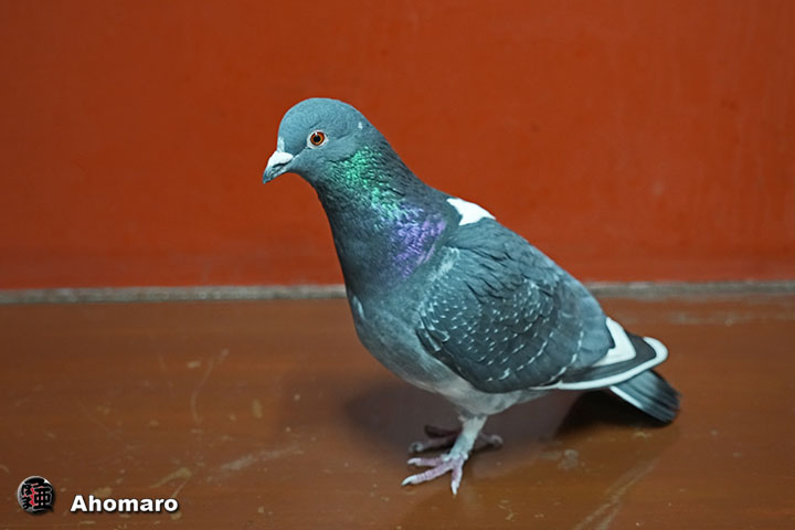 �ʐ^00