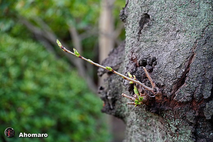 �ʐ^00