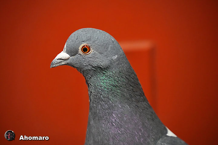 �ʐ^00