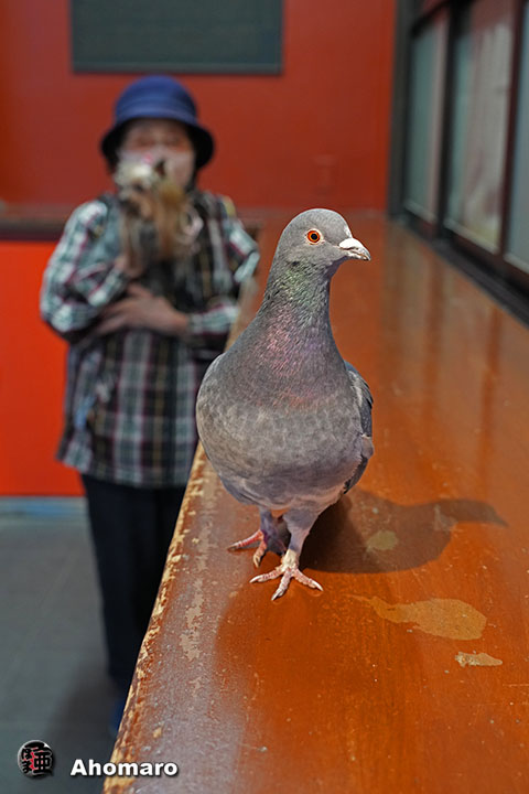 �ʐ^00