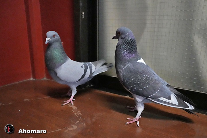 �ʐ^00