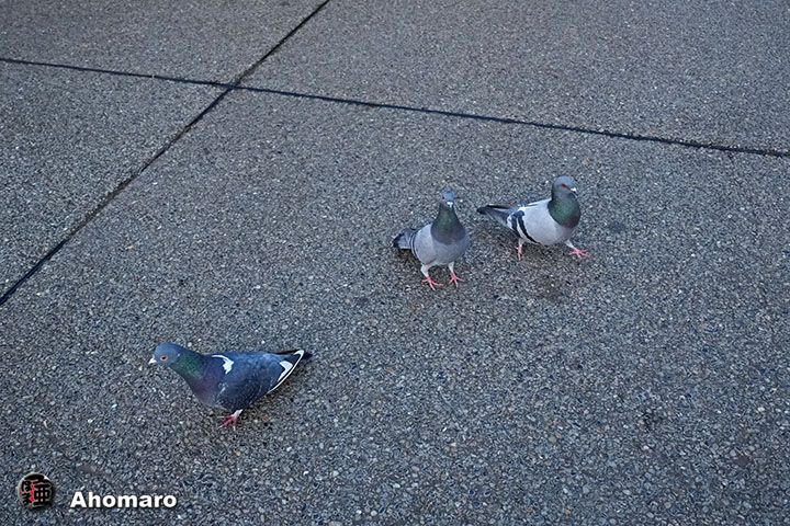 �ʐ^00