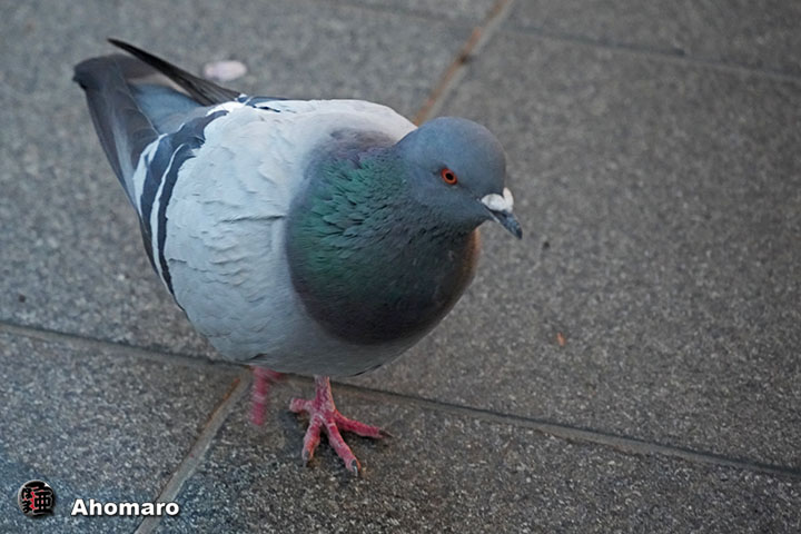 �ʐ^00