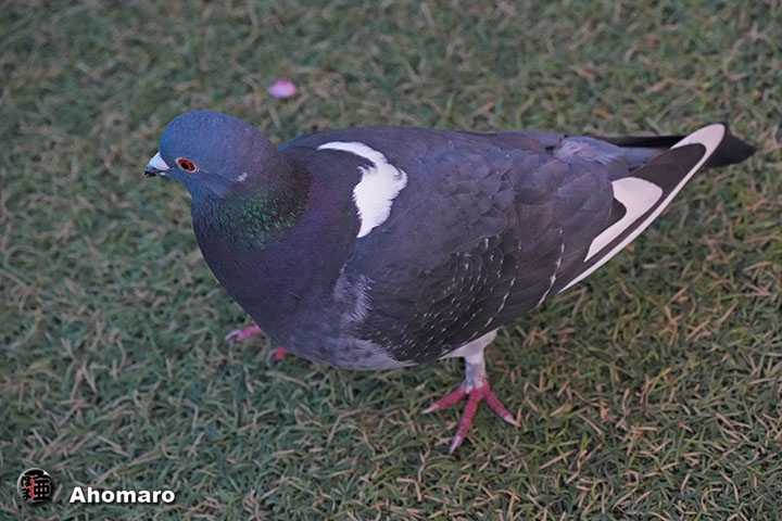 �ʐ^00
