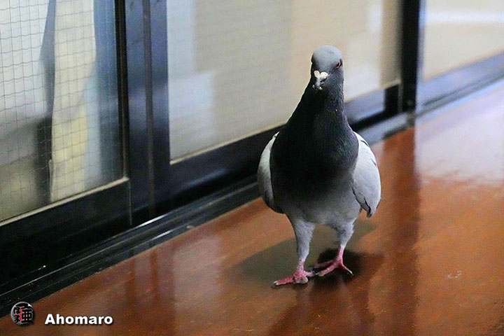 �ʐ^00