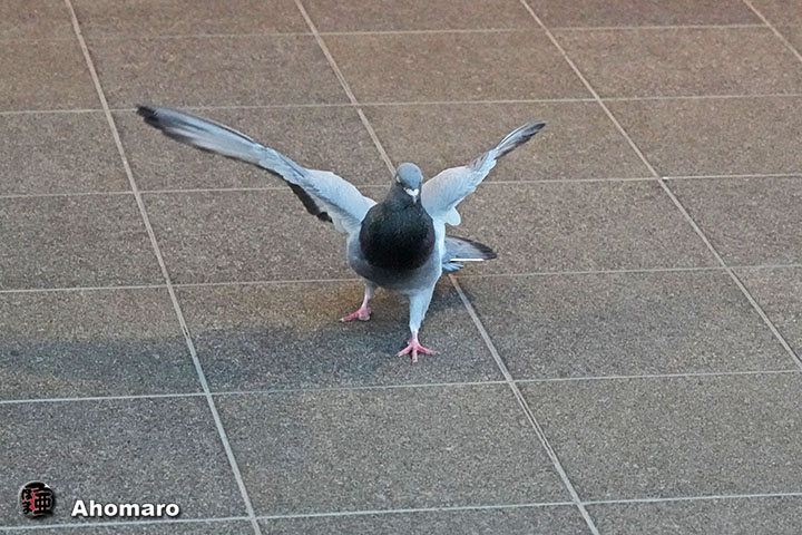 �ʐ^00