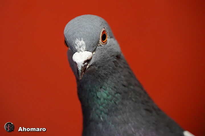 �ʐ^00