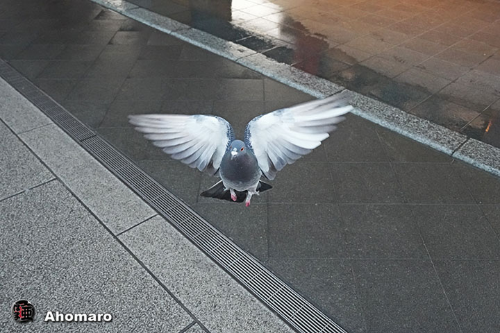 �ʐ^00