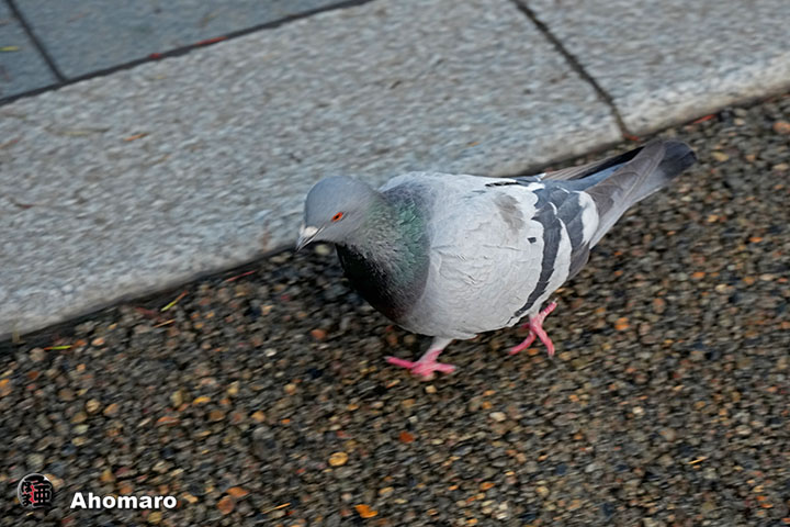 �ʐ^00