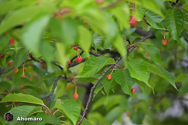 �ʐ^00
