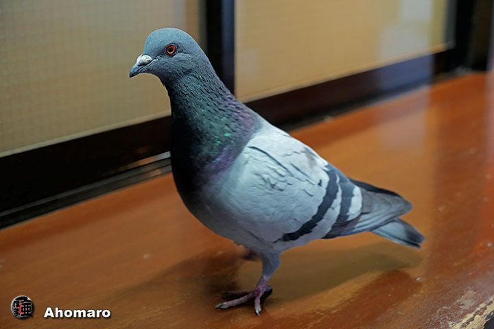 �ʐ^00