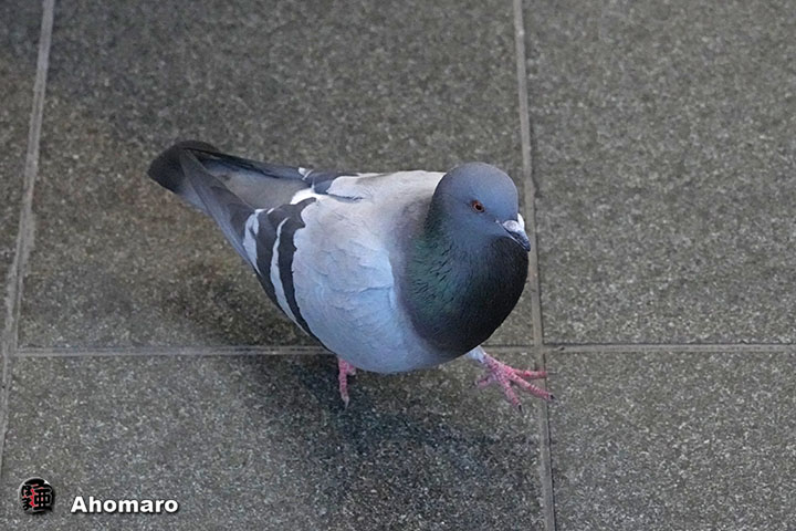 �ʐ^00
