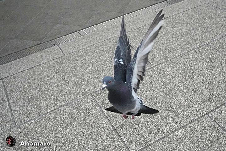 �ʐ^00