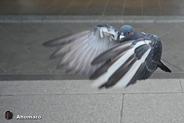 �ʐ^00