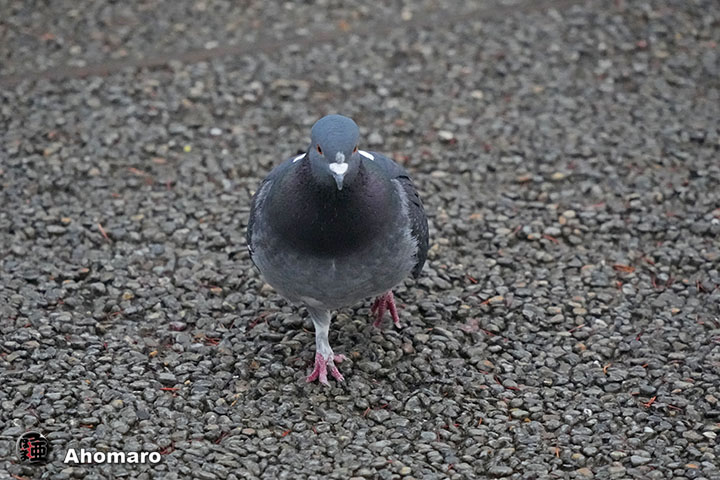 �ʐ^00