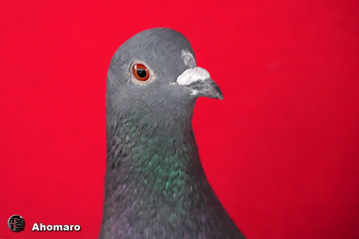 �ʐ^00