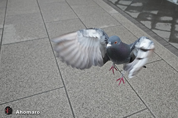 �ʐ^00