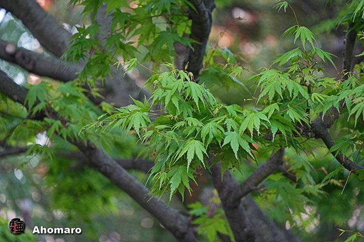 �ʐ^00