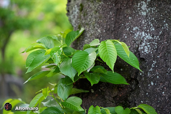�ʐ^00