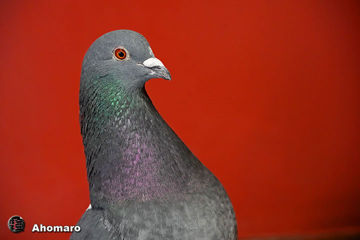�ʐ^00