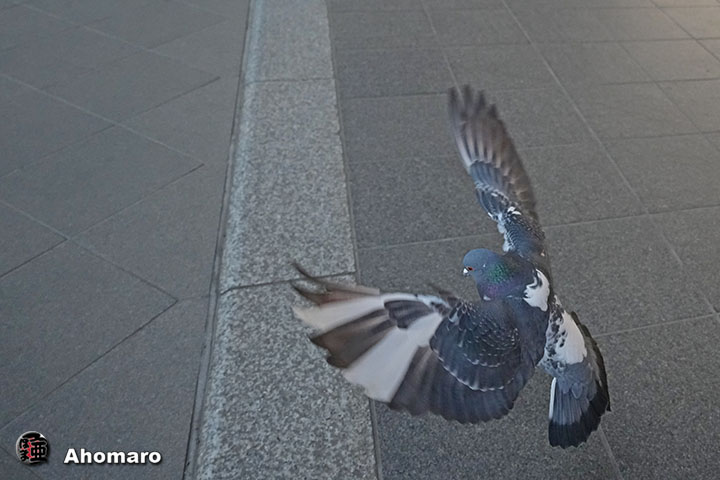 �ʐ^00
