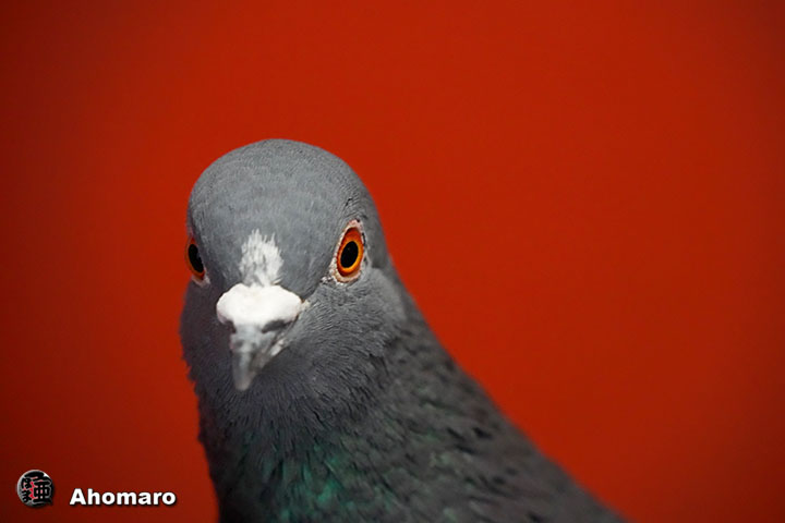 �ʐ^00