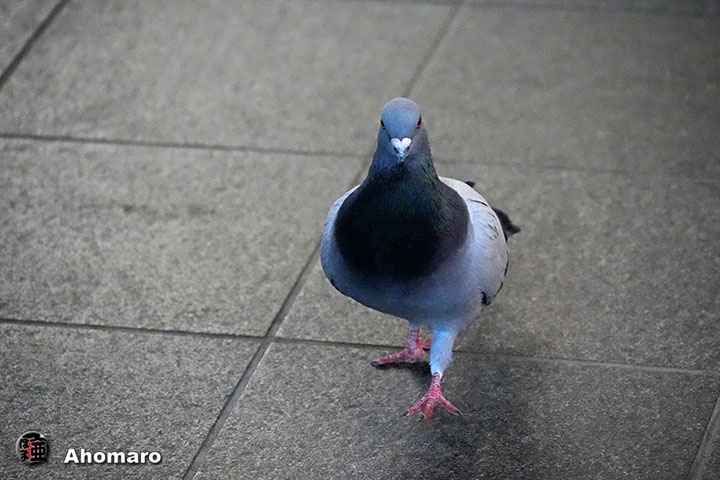 �ʐ^00