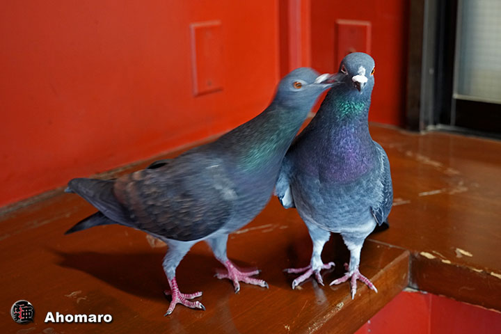 �ʐ^00
