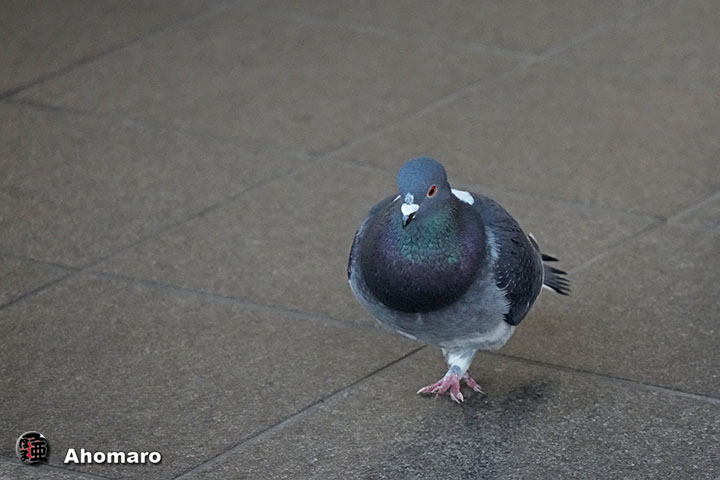 �ʐ^00