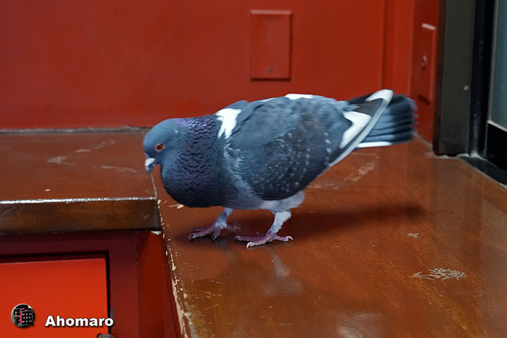 �ʐ^00